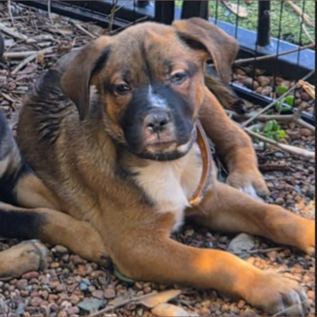 Photo of Pickle