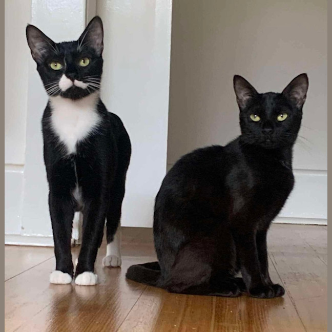 Photo of Blaire & Atlas 