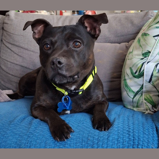Photo of Zeke *$350 Adoption Fee*