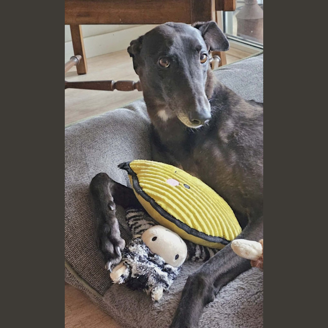 Photo of Zara, The Greyhound