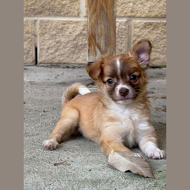 Photo of Shelby