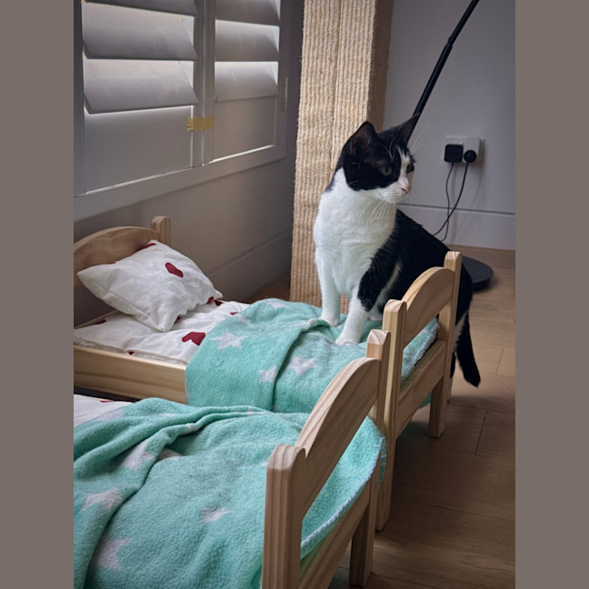 Photo of Amelia & Georgie   In Foster Care In Northcote