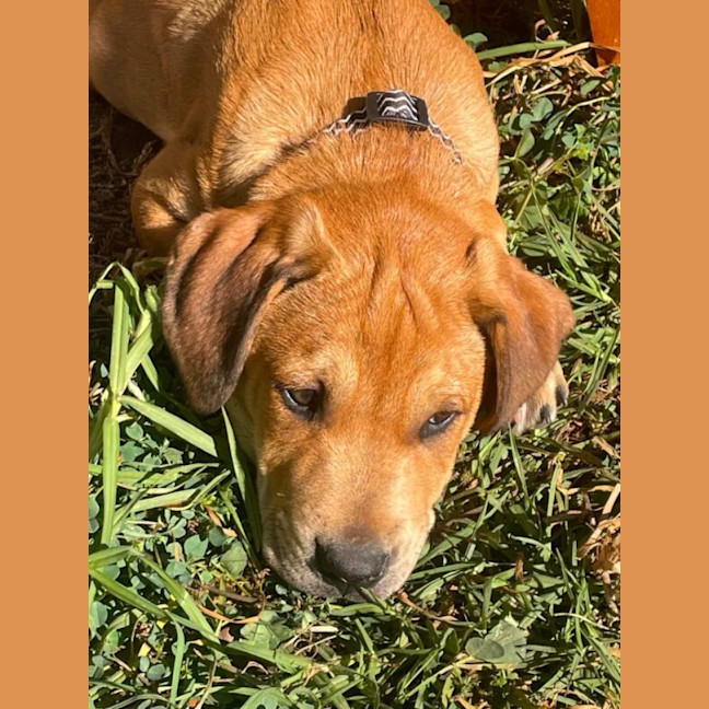Photo of Buzz