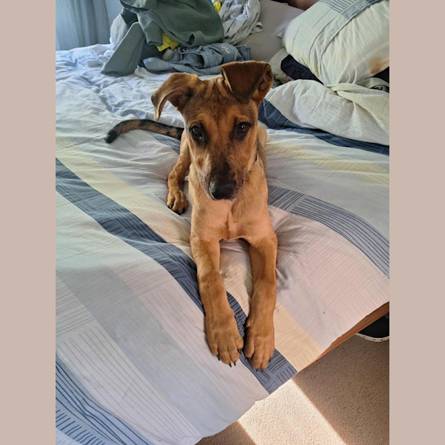 Photo of Gabby   5 Month Old German Shepherd X