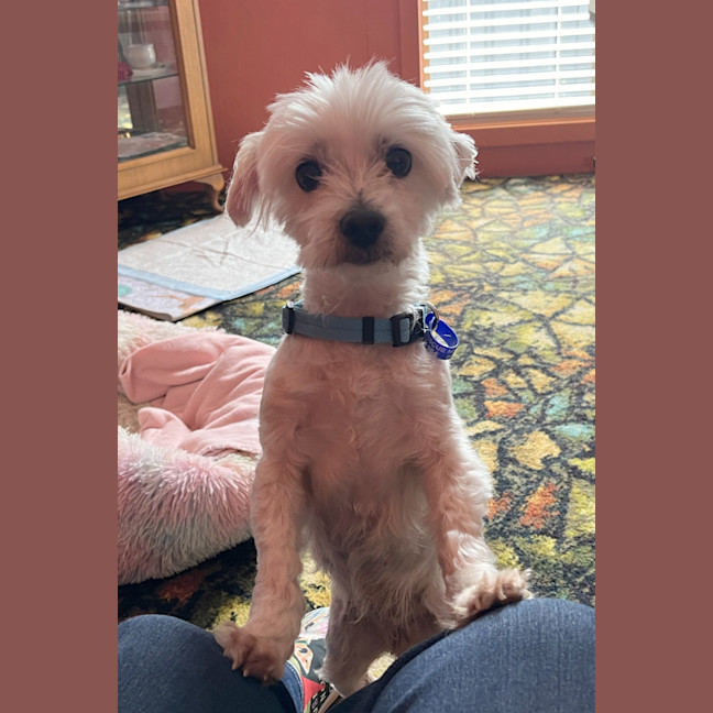 Photo of Angel 😇9yo, Maltese X Shih Tzu (On Trial 4/11/24)