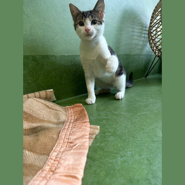 Photo of Comet