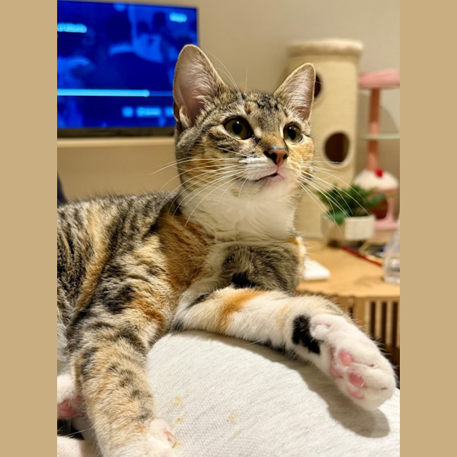 Photo of Maple