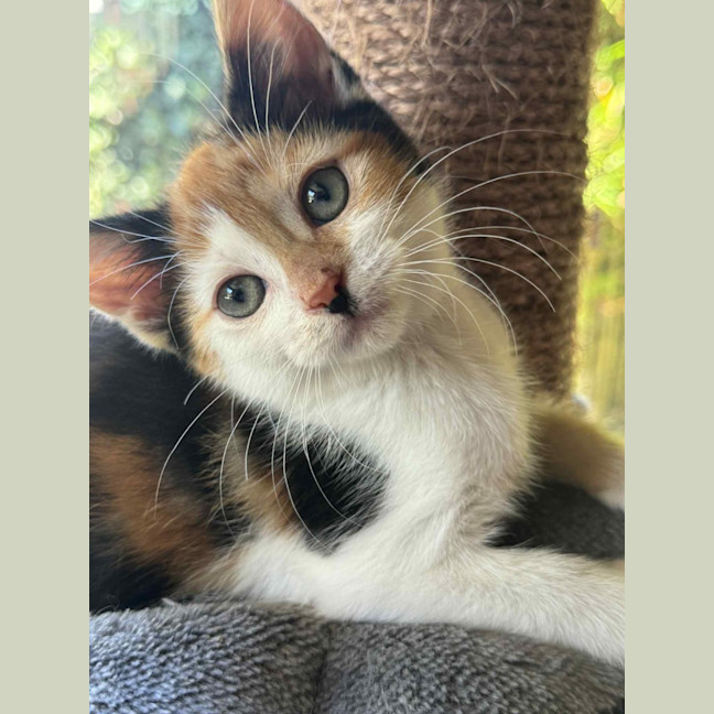 Photo of Matilda   In Foster Care In Cranbourne