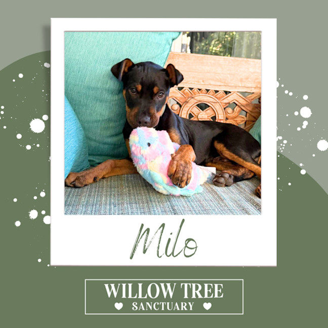 Photo of Milo