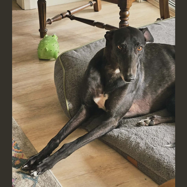 Photo of Zara, The Greyhound