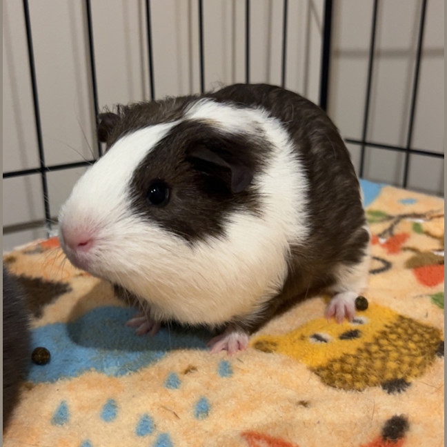 Photo of Cheeky