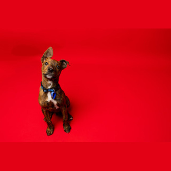 Photo of Robbie   3 Month Old Kelpie X Staffy (Trial)