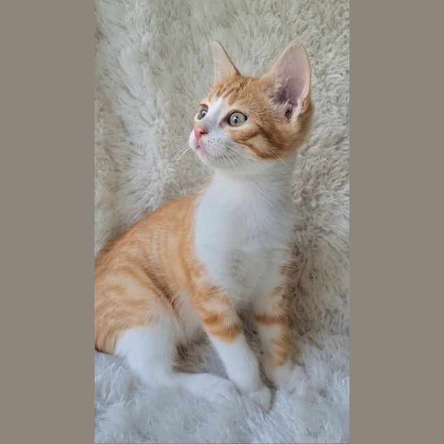 Photo of Merida 