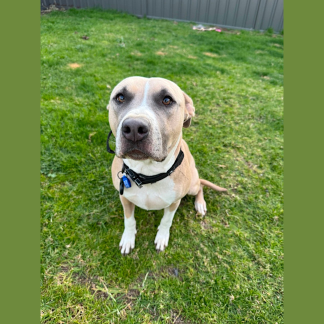 Photo of Tula   3 Year Old Staffy X