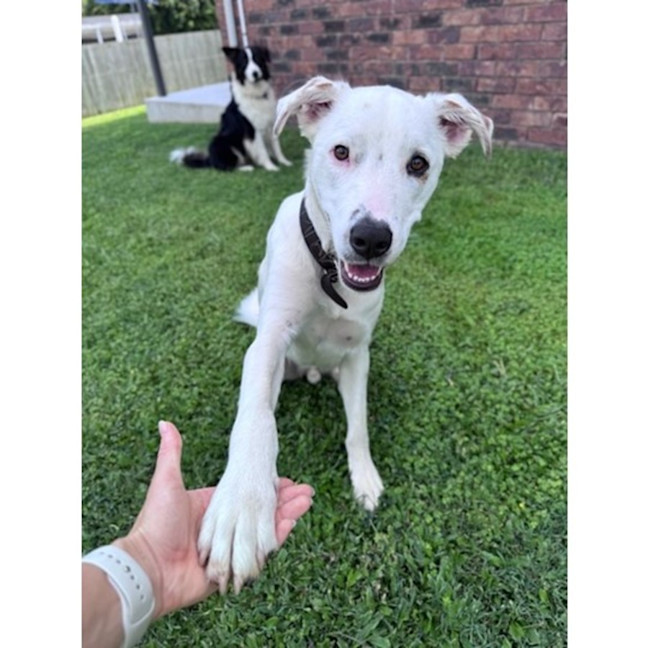 Photo of Brazil *$350 Adoption Fee*