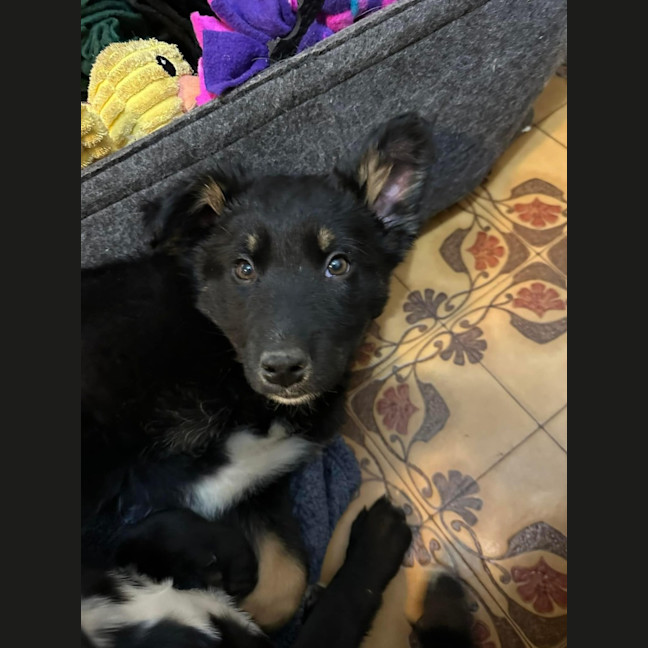 Photo of Misty