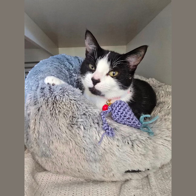 Photo of Strawberry Shortcake