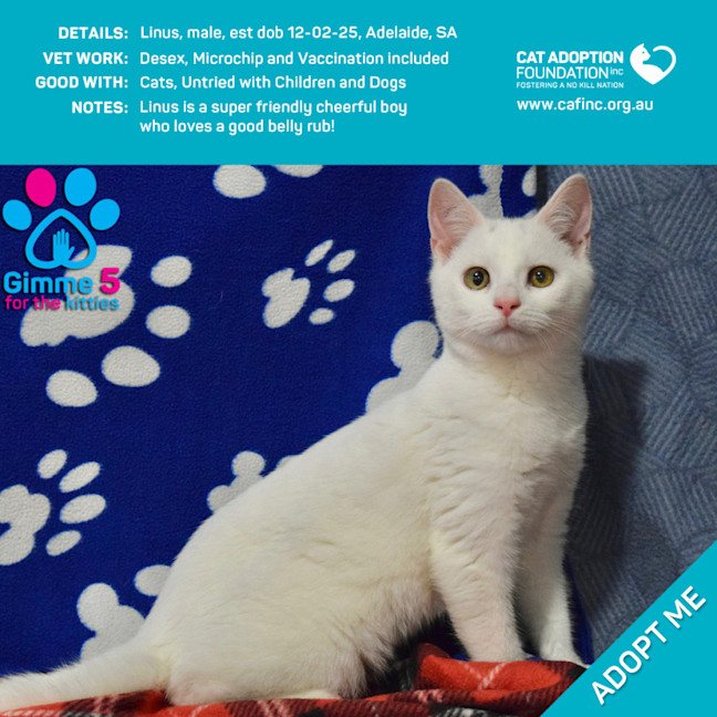 Photo of Linus Just $100 Limited Time!