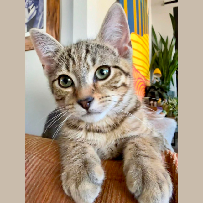 Photo of Atlas ** 2nd Chance Cat Rescue**