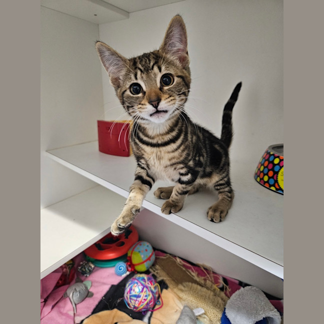 Photo of Meowie
