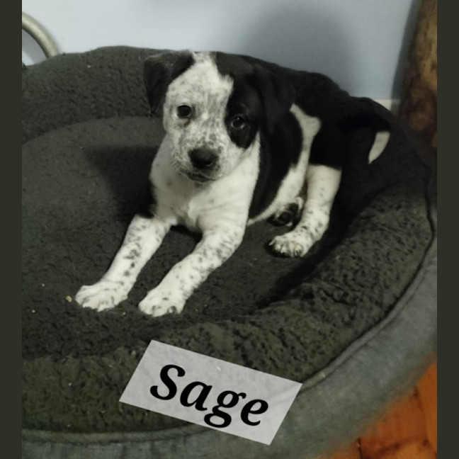 Photo of Sage