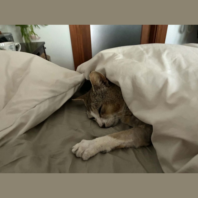 Photo of Pretzel