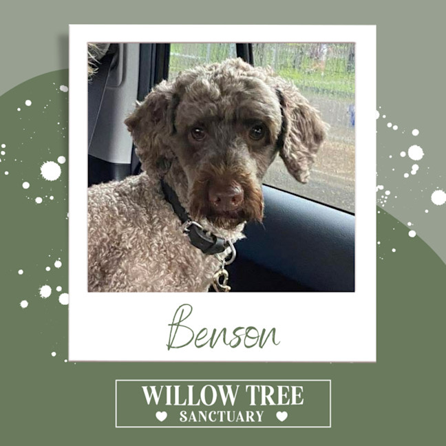 Photo of Benson