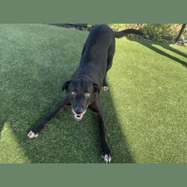 Photo of Bear Imp 1201