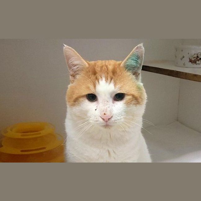 Photo of Gooby