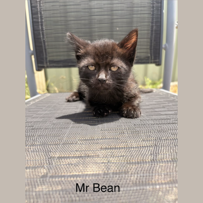Photo of Mr Bean