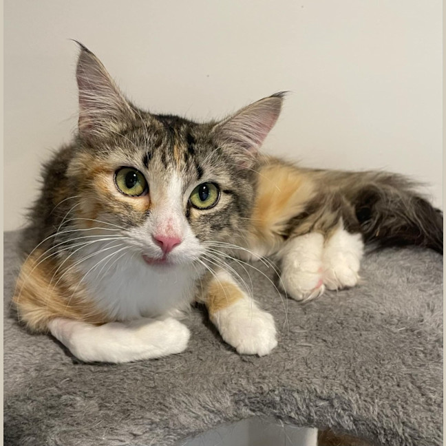 Photo of Abigail **2nd Chance Cat Rescue**