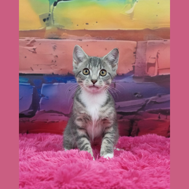 Photo of Penny