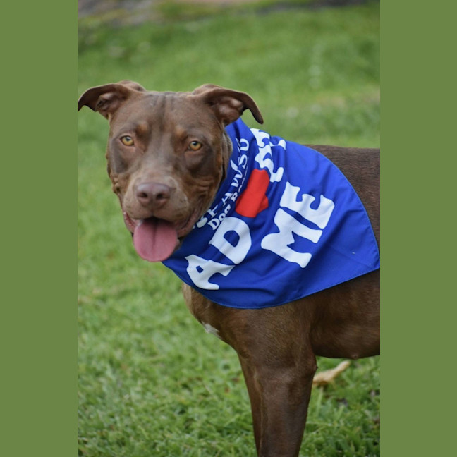 Photo of Turbo *$250 Adoption Fee*