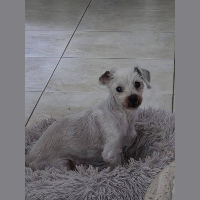 Photo of Alfie