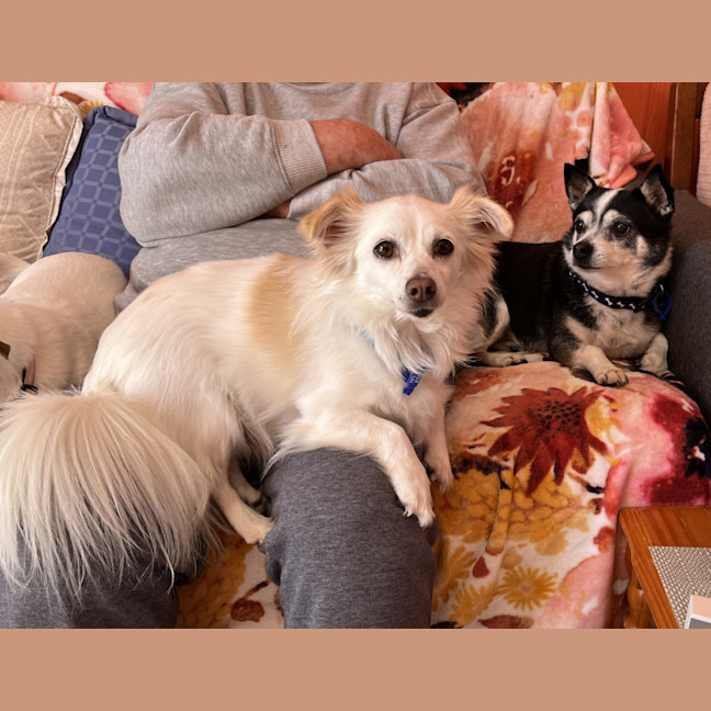 Photo of Jasper And Buttons💖(Buttons On Trial 28/7/24)