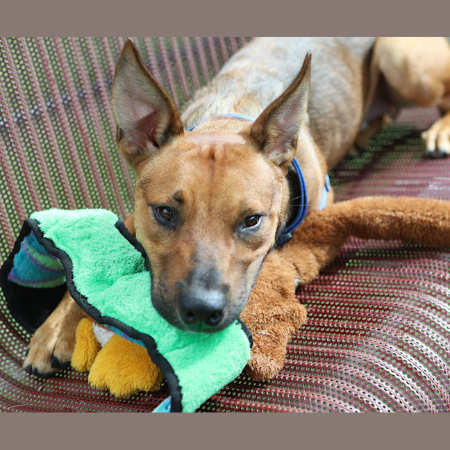 Photo of Rusty