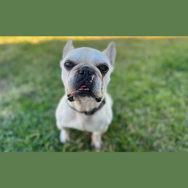 Photo of Frankie