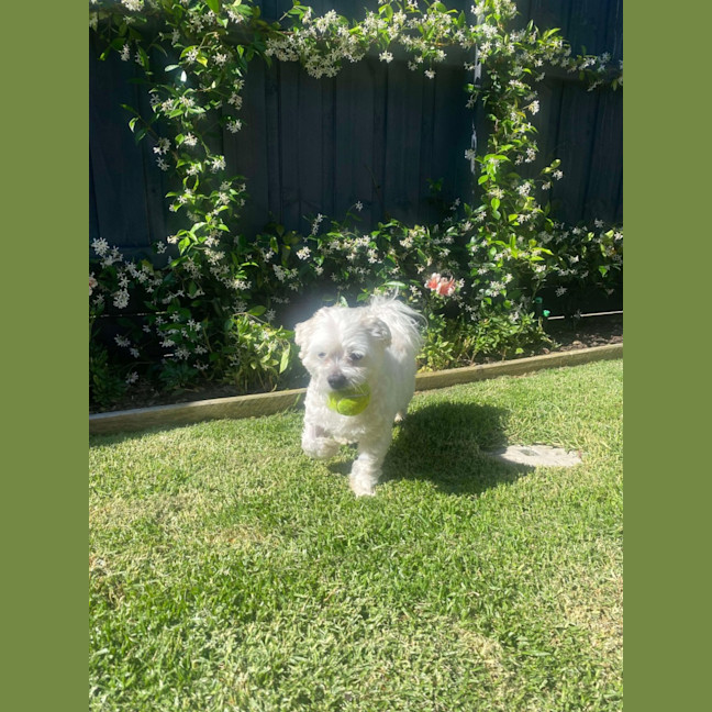Photo of Max