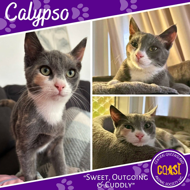 Photo of Calypso