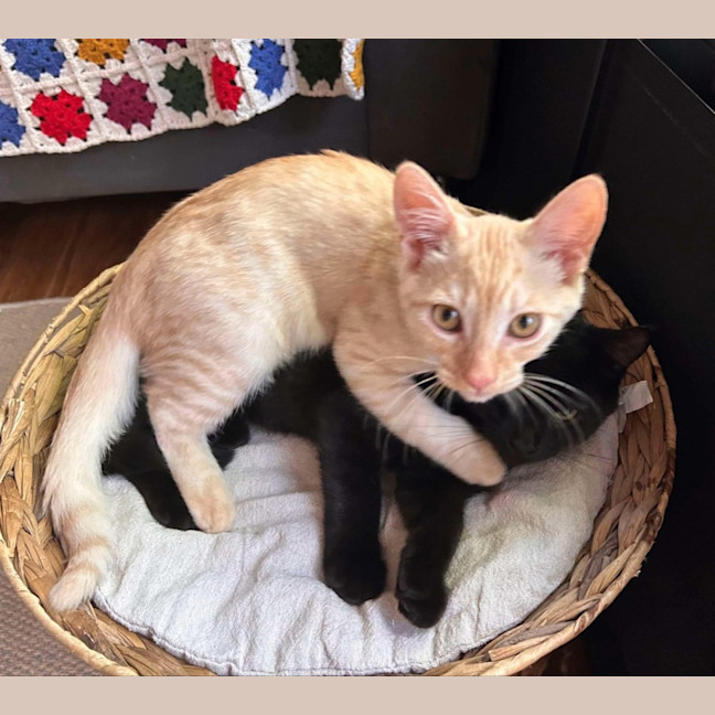 Photo of Kevin And Shadow