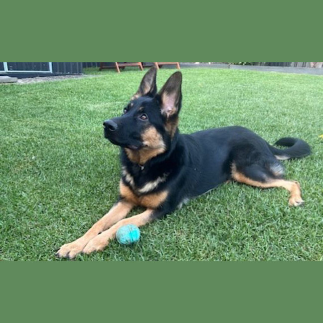 Photo of Frankie