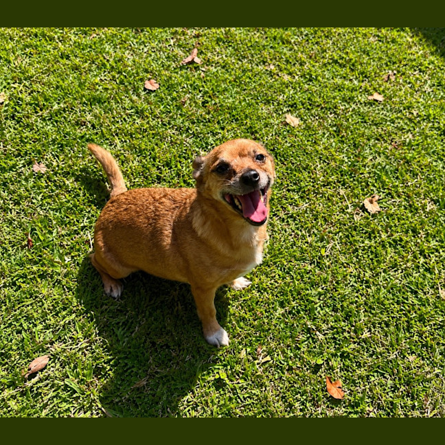 Photo of Rex