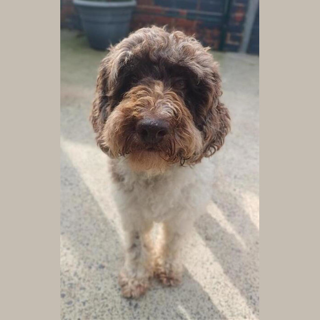 Photo of Baxter