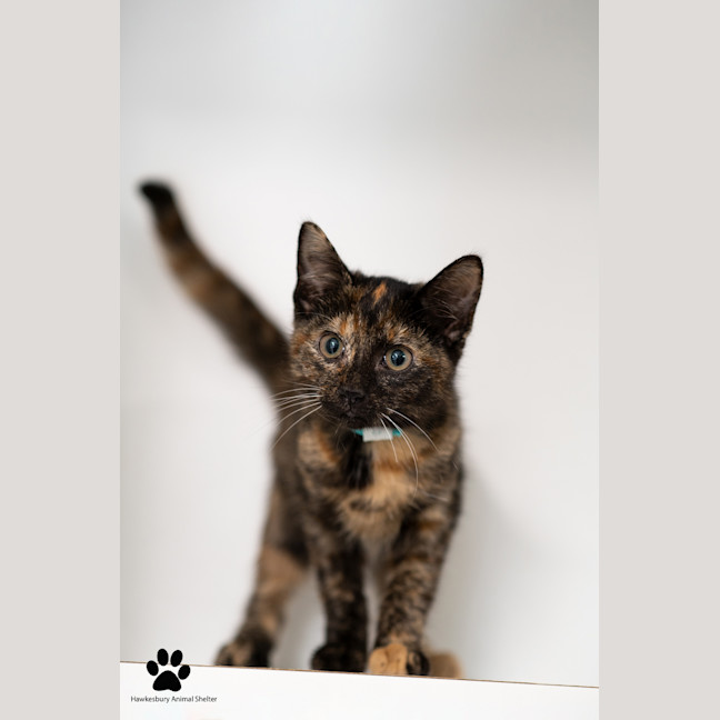 Photo of Coco