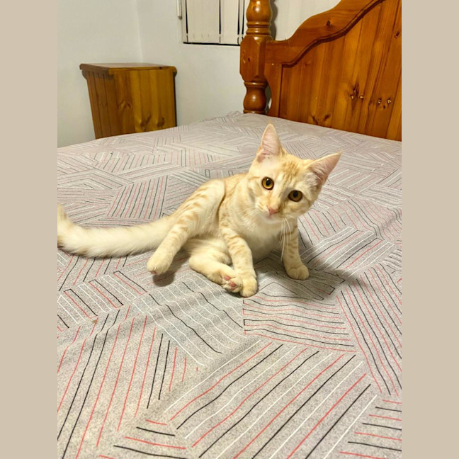 Photo of Saffi