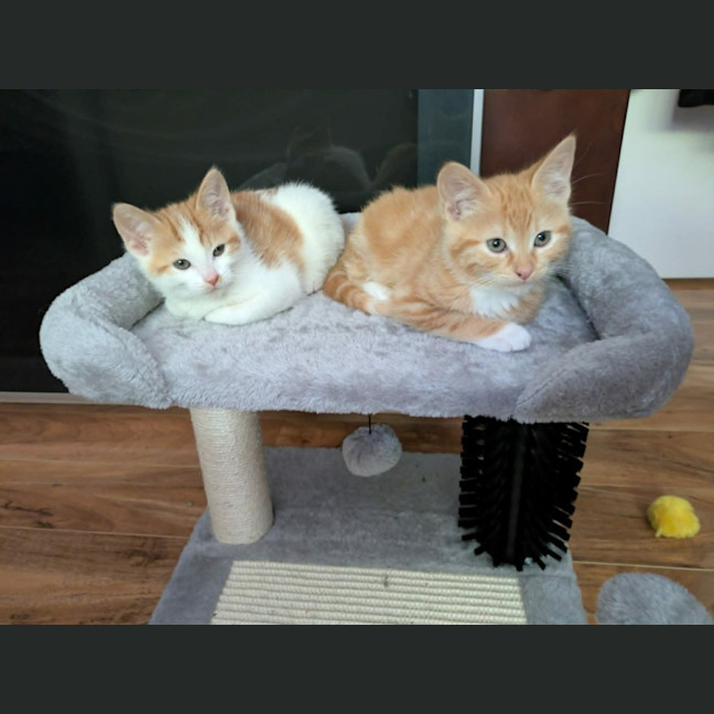 Photo of Salsa