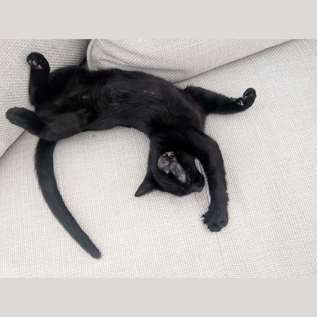 Photo of Stella