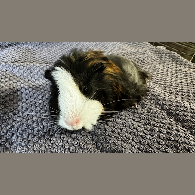 Photo of Hot Chocolate*