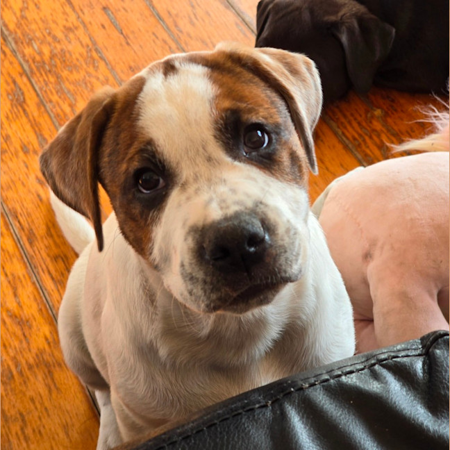 Photo of Beanie Baby