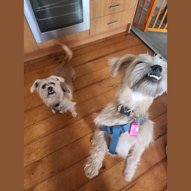 Photo of Motzy And Buddy.